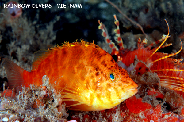 Hawkfish in Nha Trang, Vietnam, Rainbow Divers, professional underwater pho