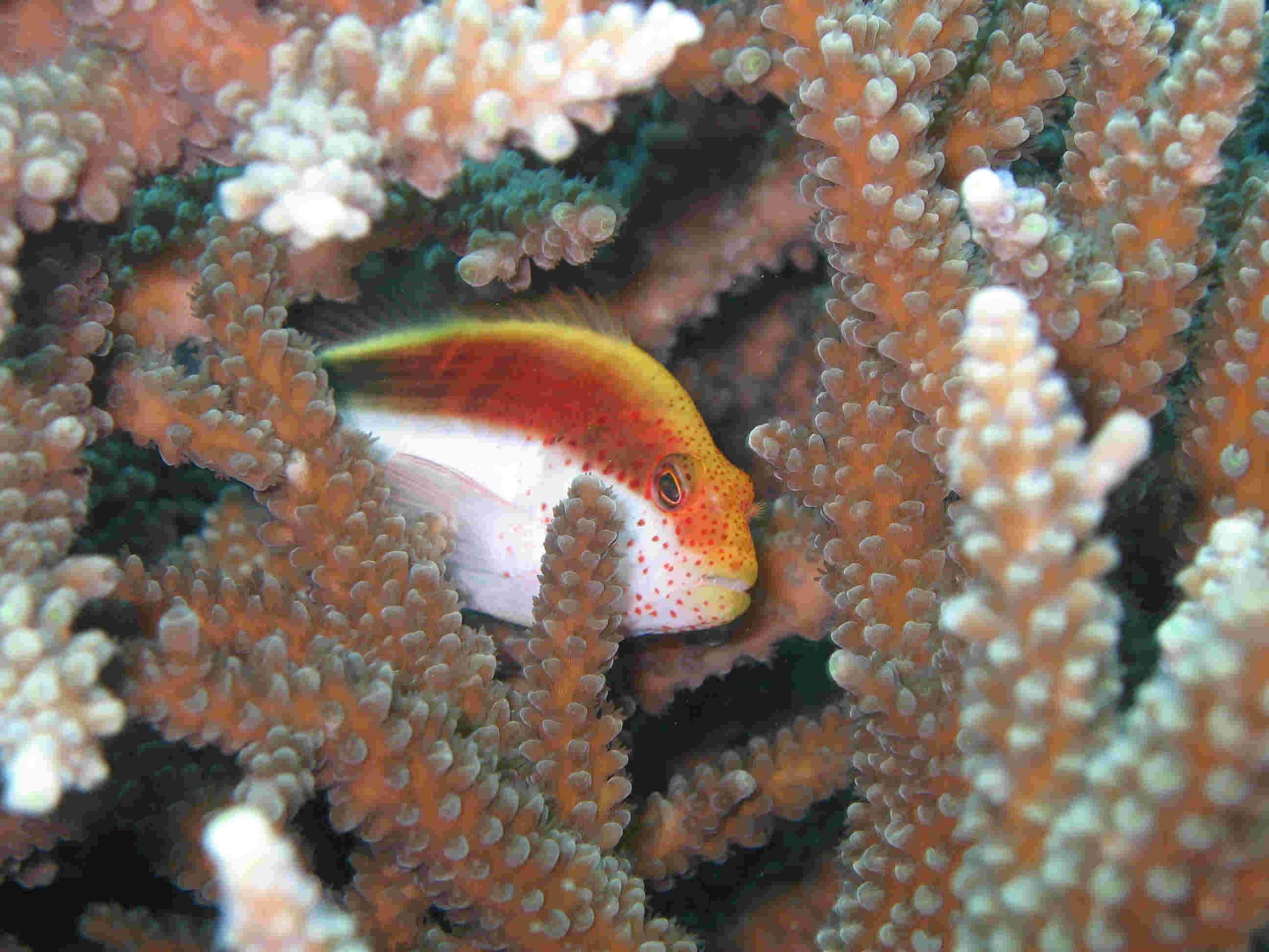 Hawkfish in Staghorn