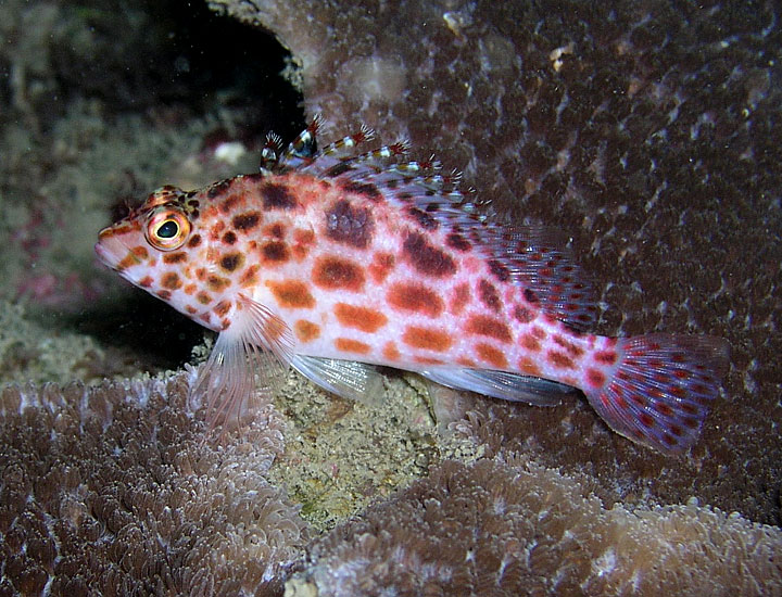 Hawkfish on the Lookout