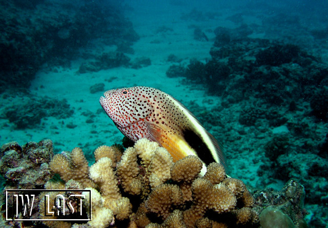 HawkFish Posing