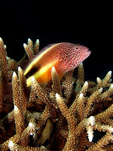 Hawkfish waits