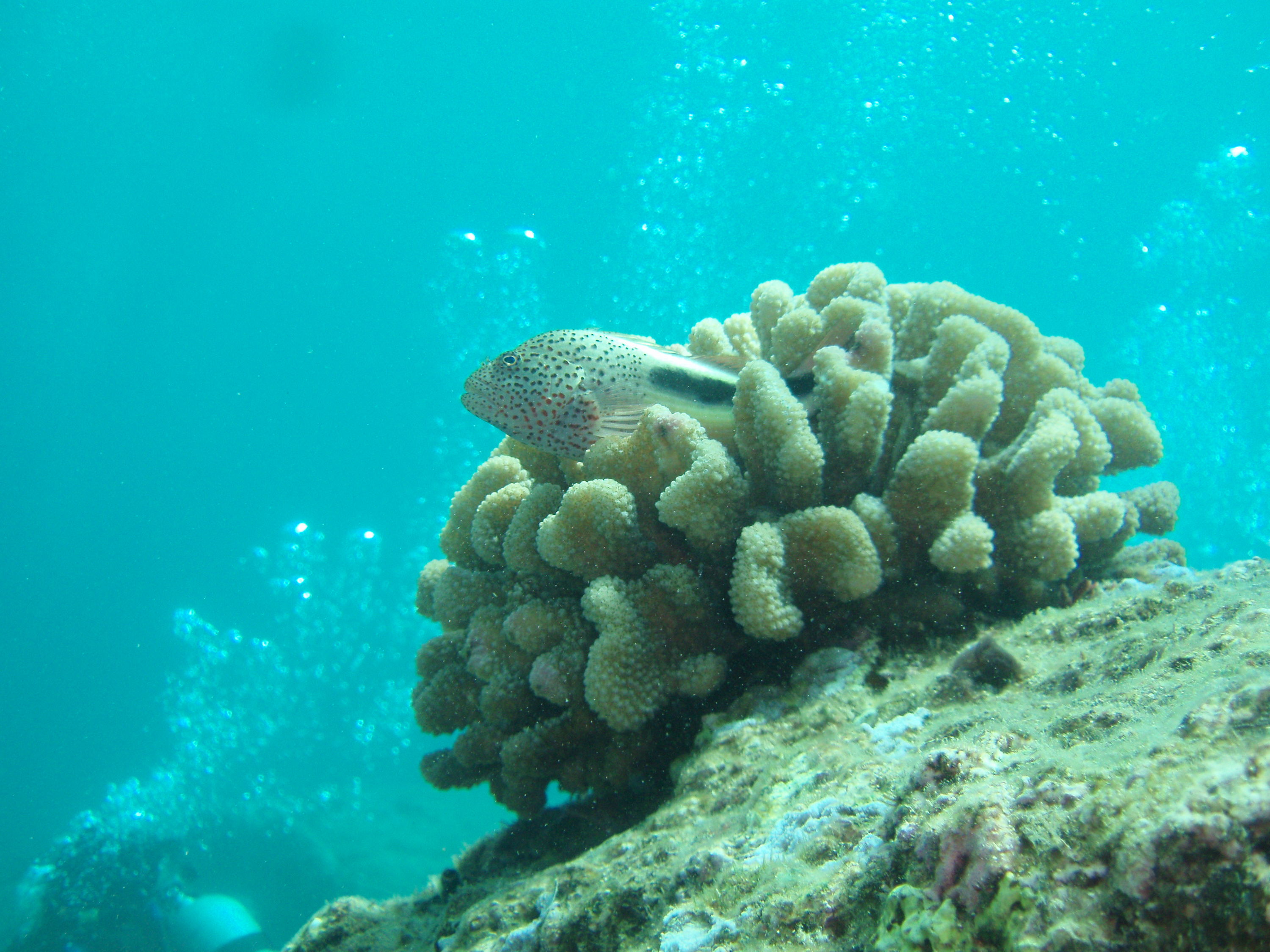 Hawkfish watching passing divers