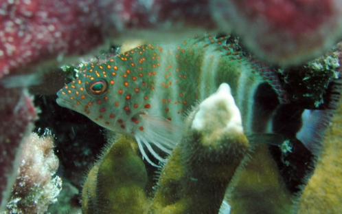 Hawkfish