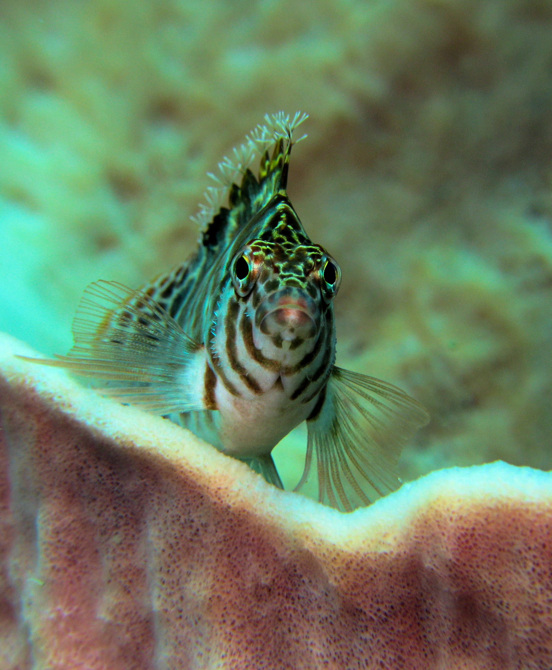 Hawkfish