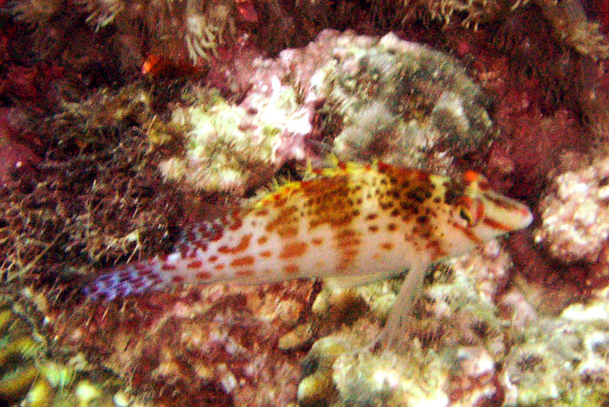 Hawkfish