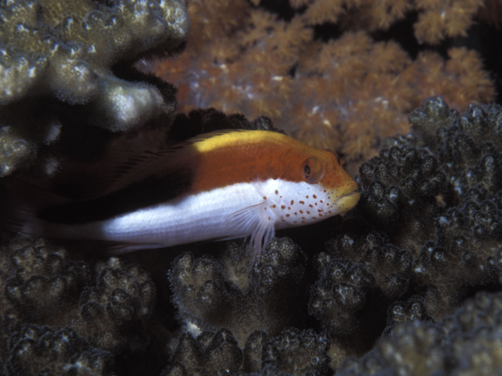 Hawkfish