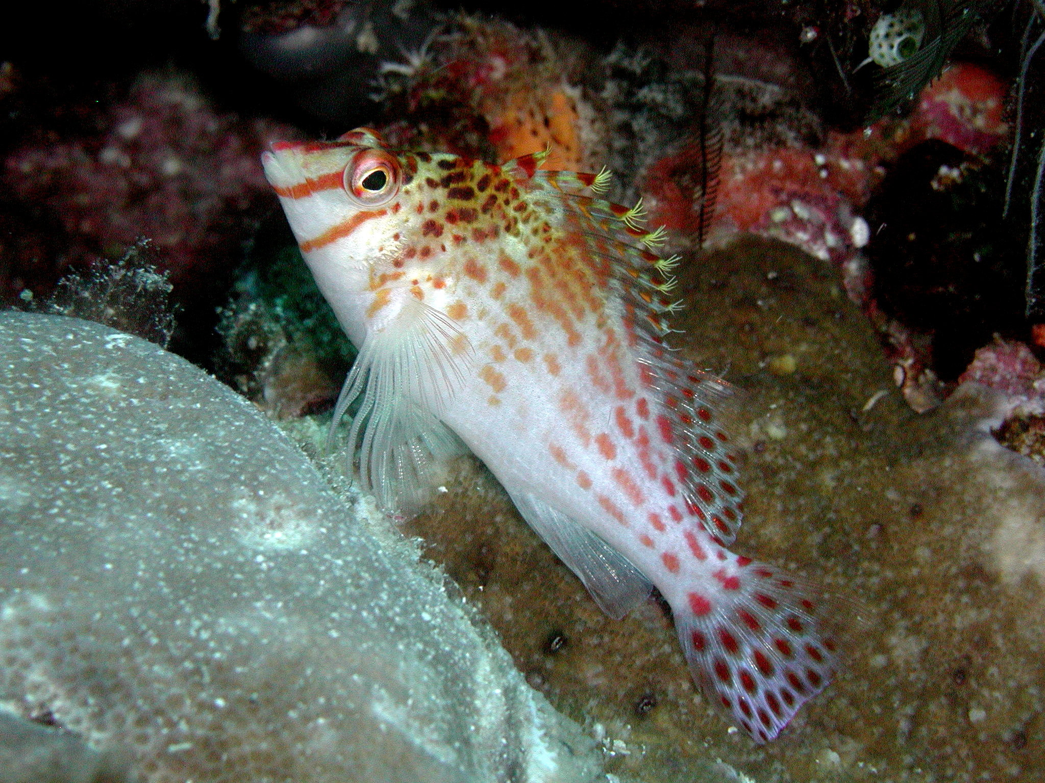 Hawkfish