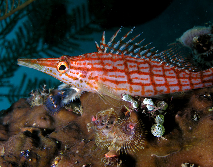 Hawkfish