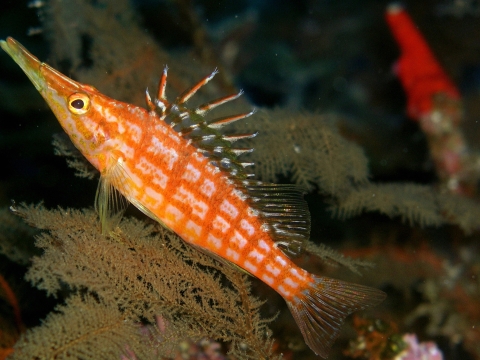 Hawkfish