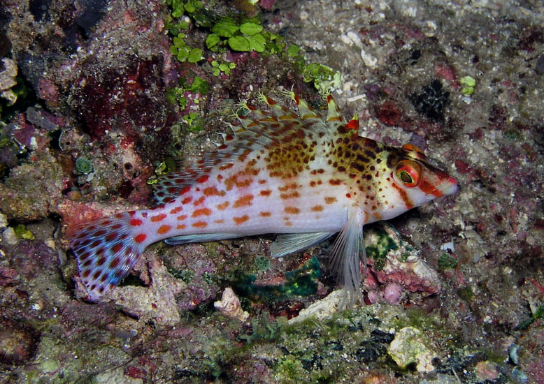 Hawkfish