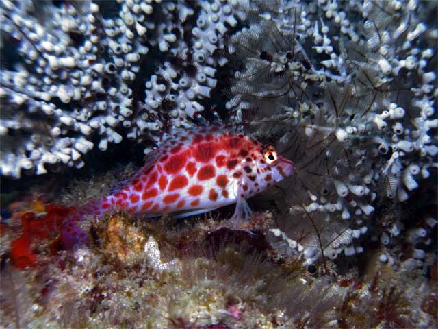 Hawkfish