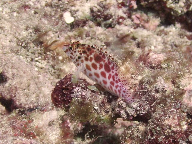 Hawkfish