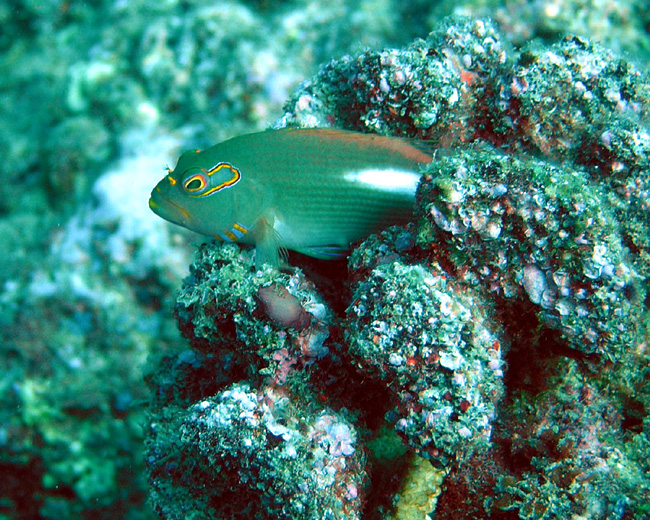 Hawkfish