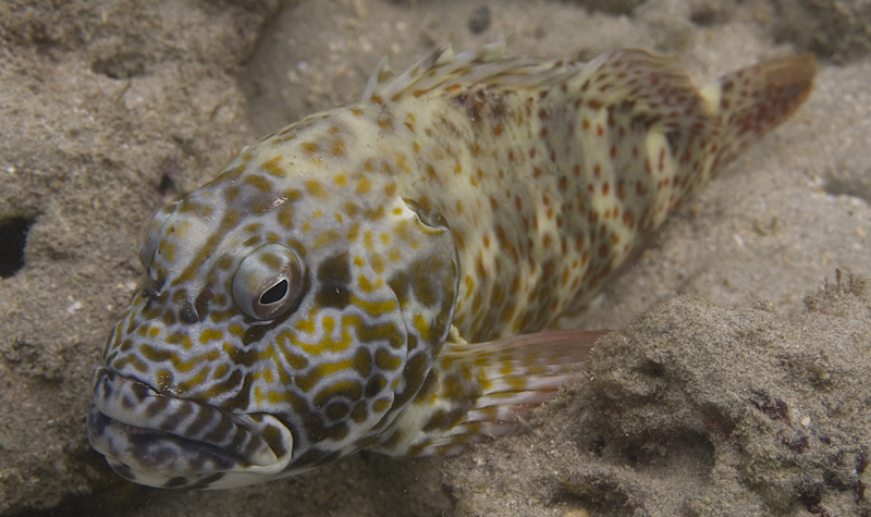 Hawkfish