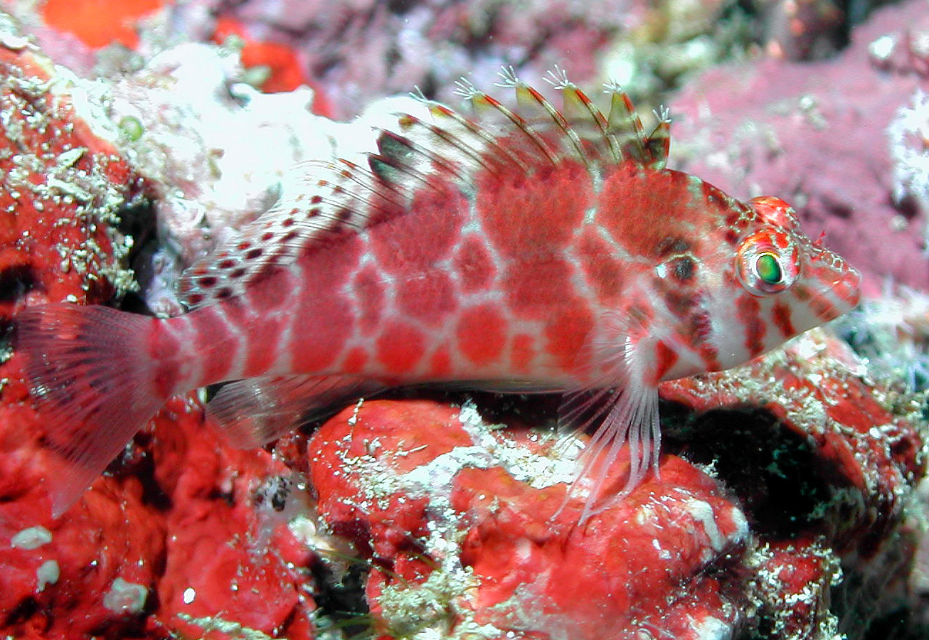 hawkfish_crop