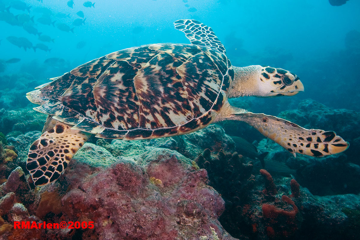 Hawksbill II