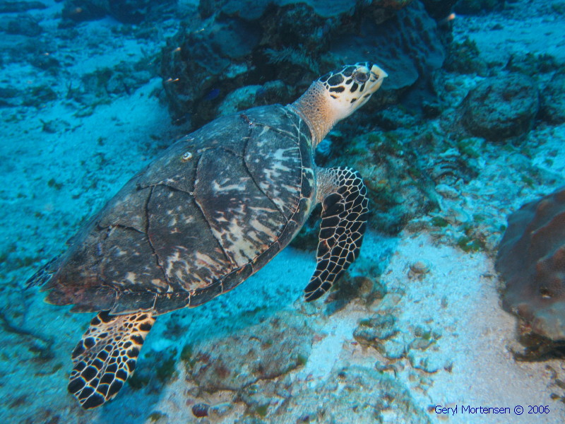 Hawksbill in Cozumel