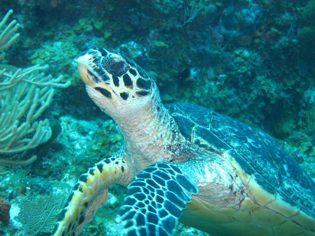 Hawksbill-lr