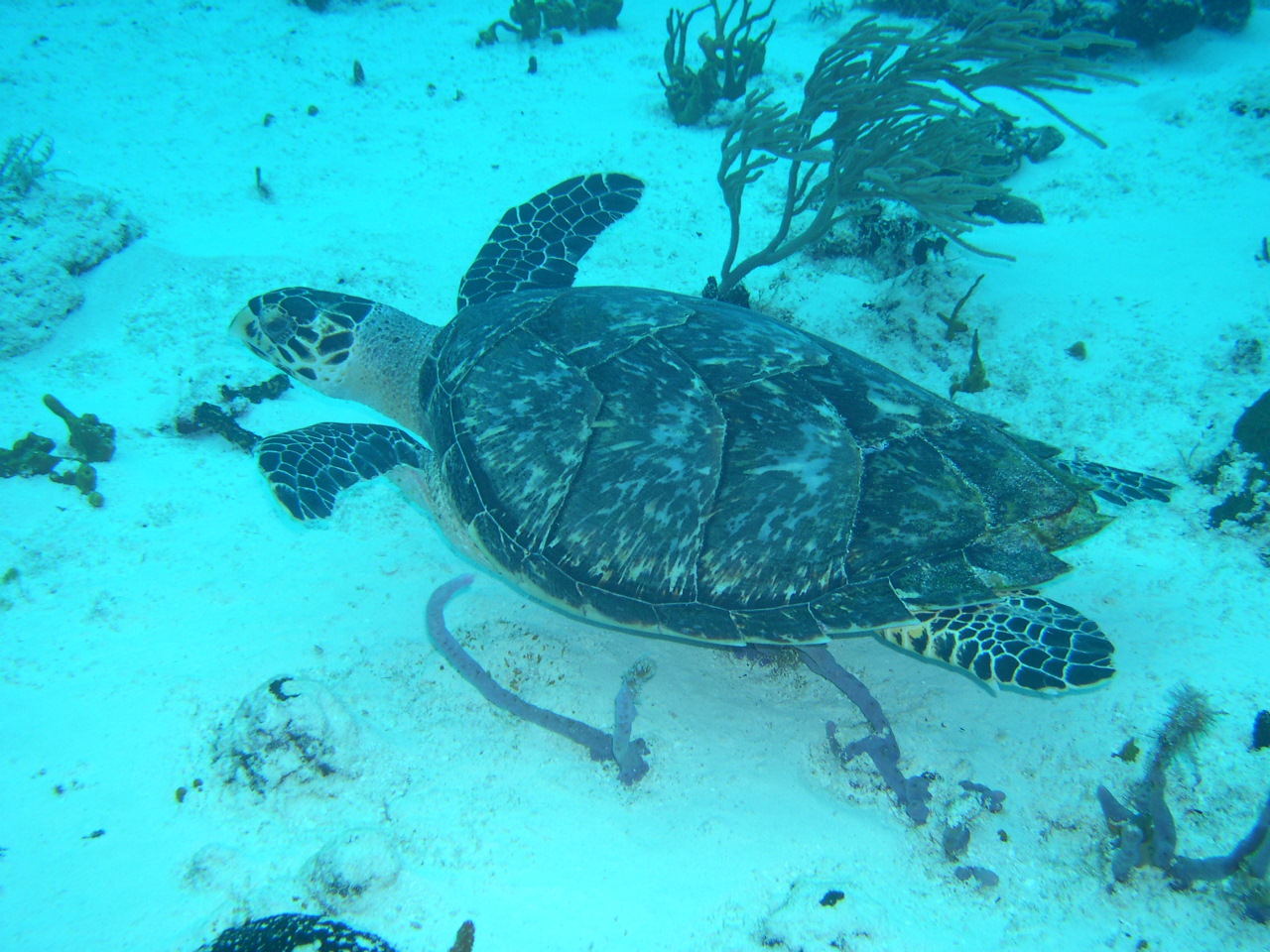 Hawksbill Number One