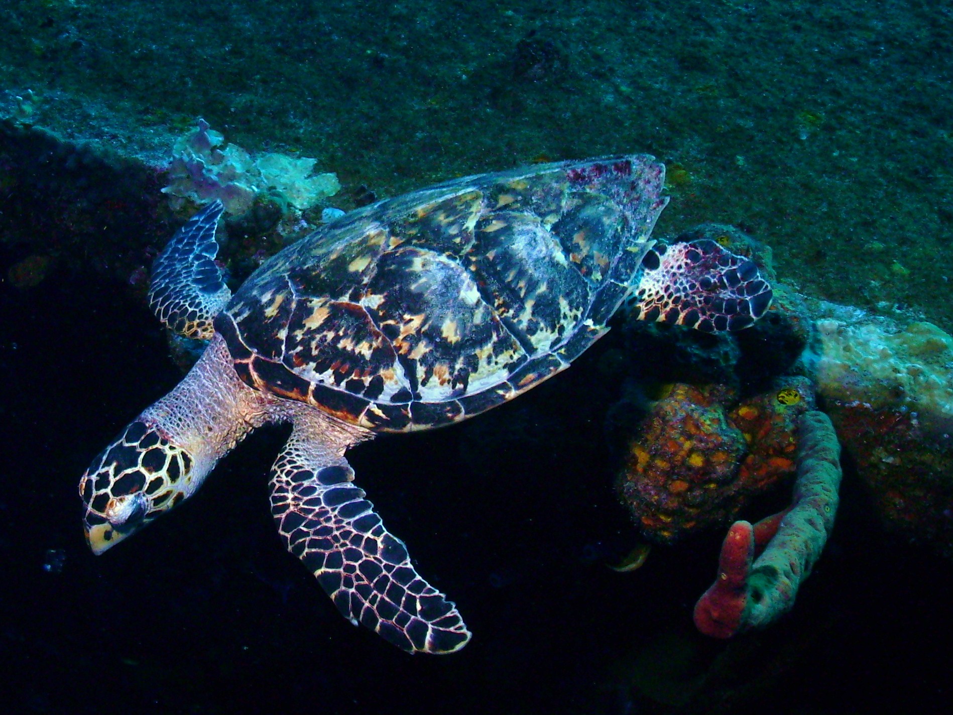 Hawksbill on the Hilma Hooker