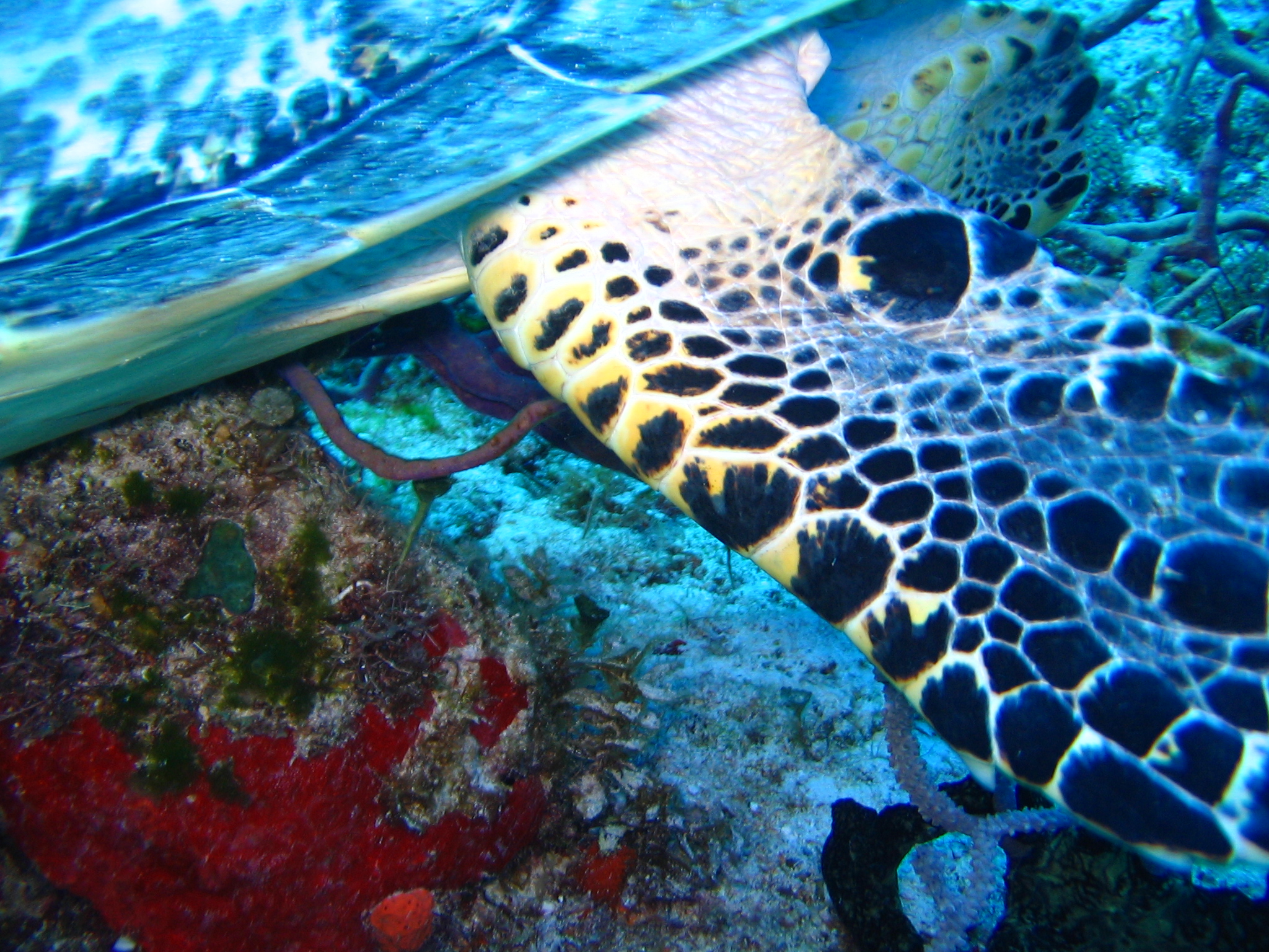 Hawksbill sea turtle, Eretmochely imbricata, detail