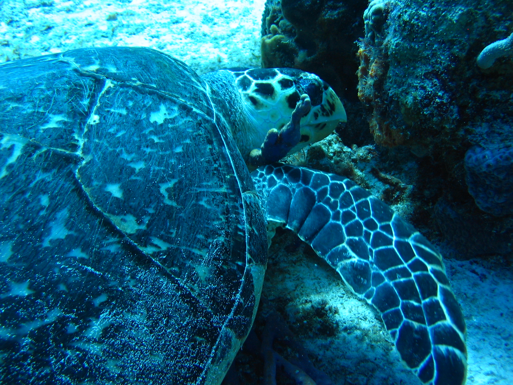 Hawksbill sea turtle, Eretmochely imbricata