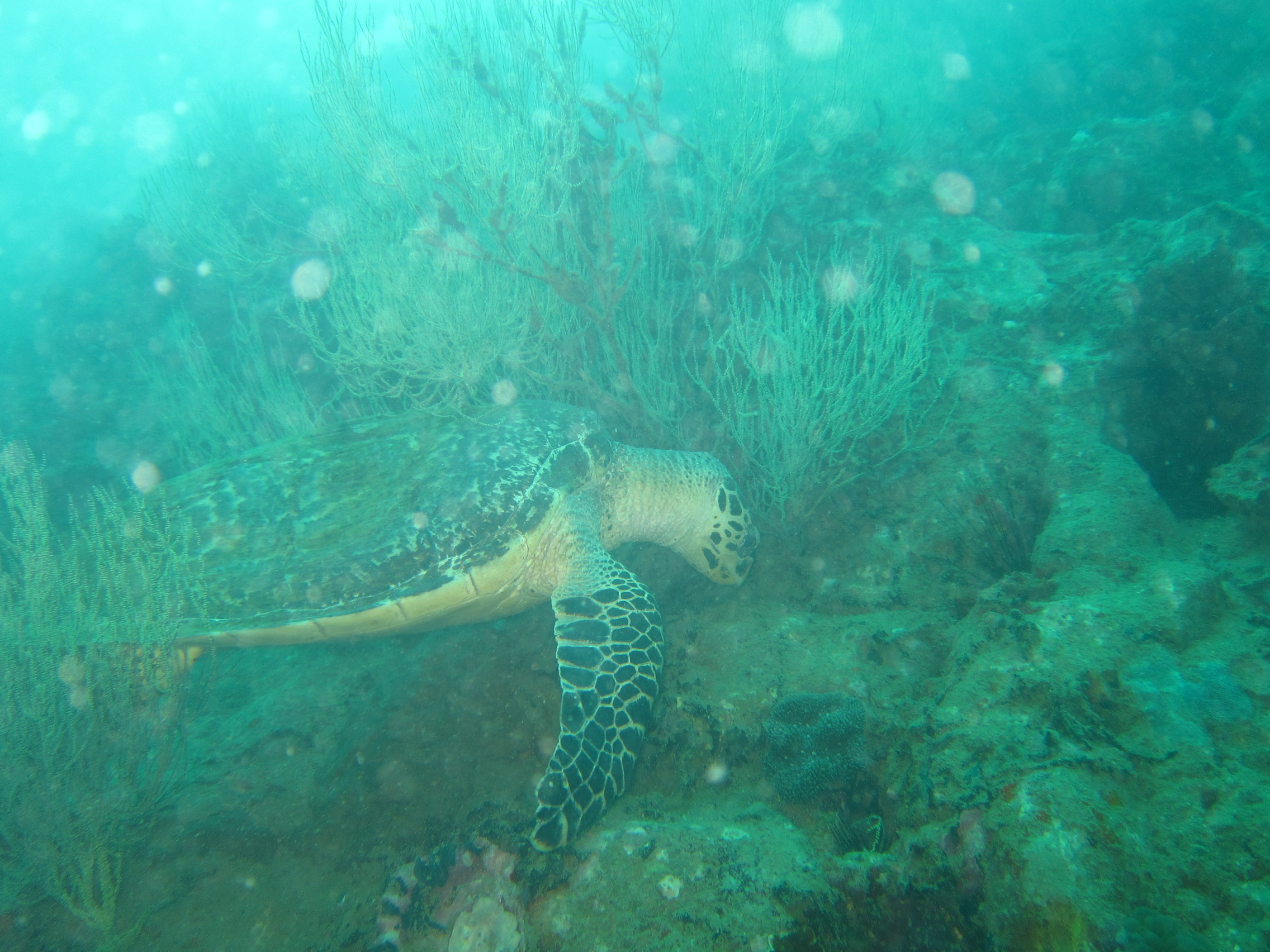 Hawksbill SeaTurtle