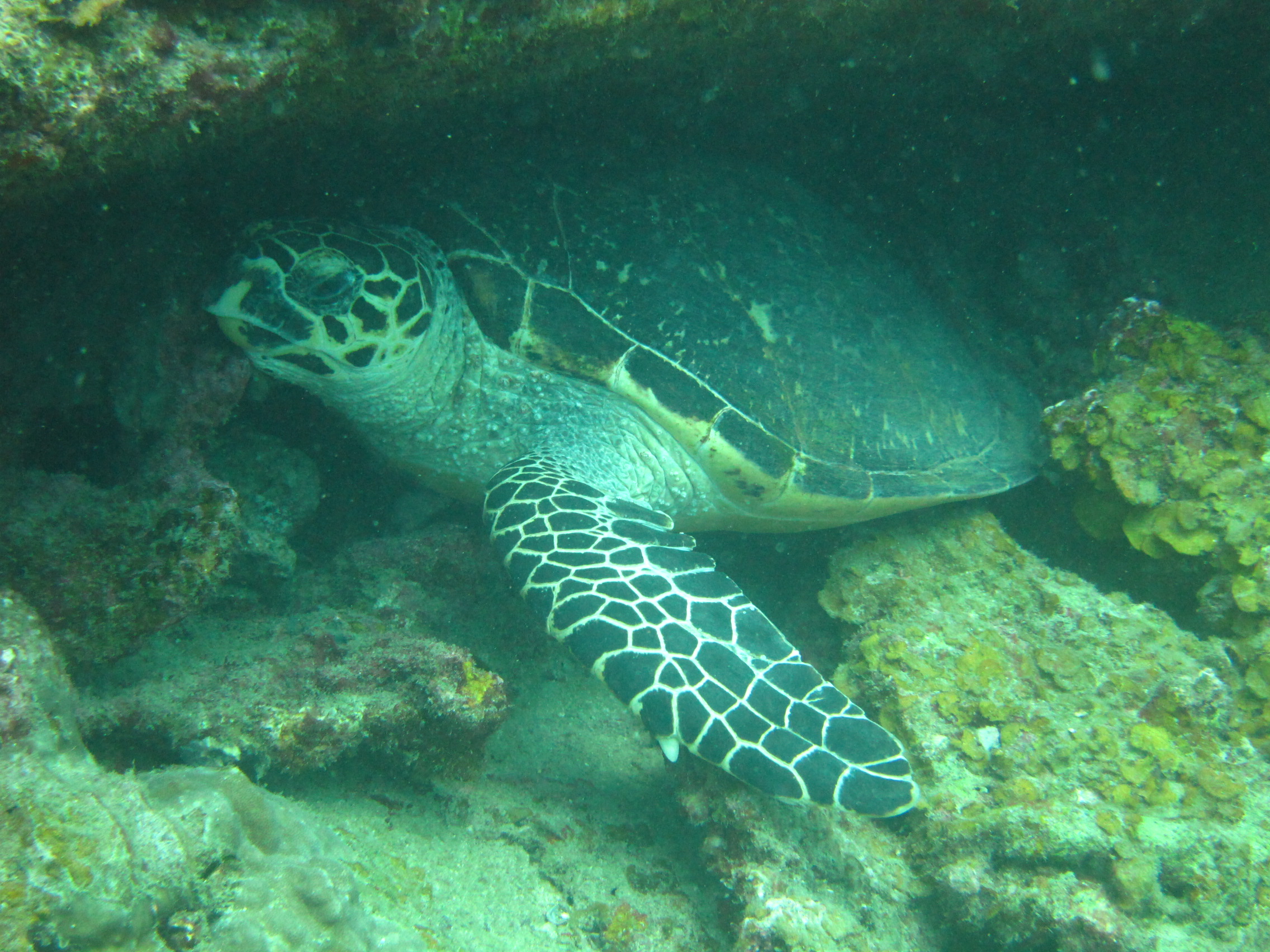 Hawksbill SeaTurtle