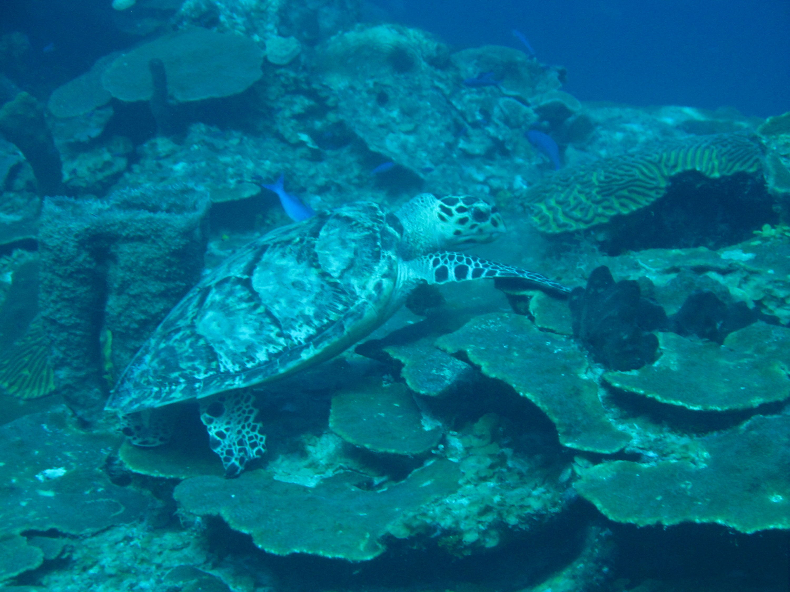 Hawksbill Turtle 1