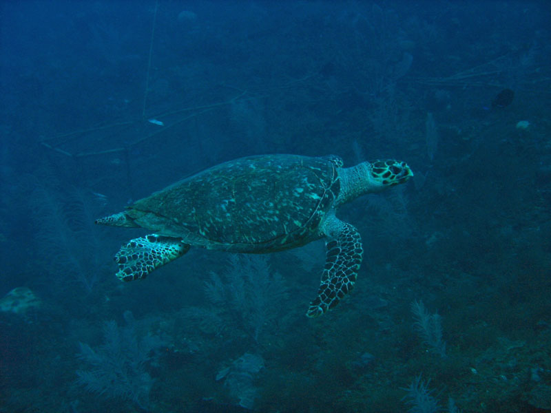 Hawksbill turtle 1