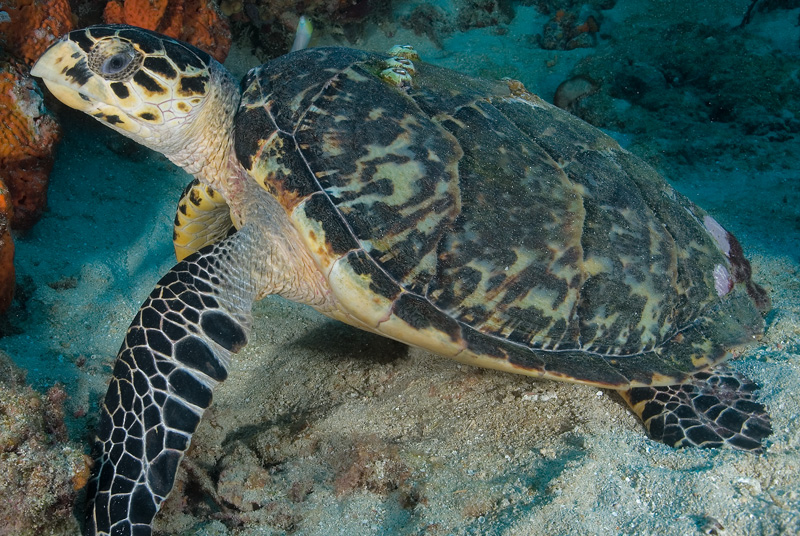 Hawksbill Turtle 10-31-06