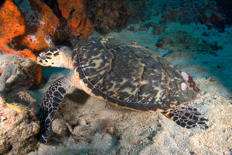 Hawksbill Turtle(2) 10-31-06