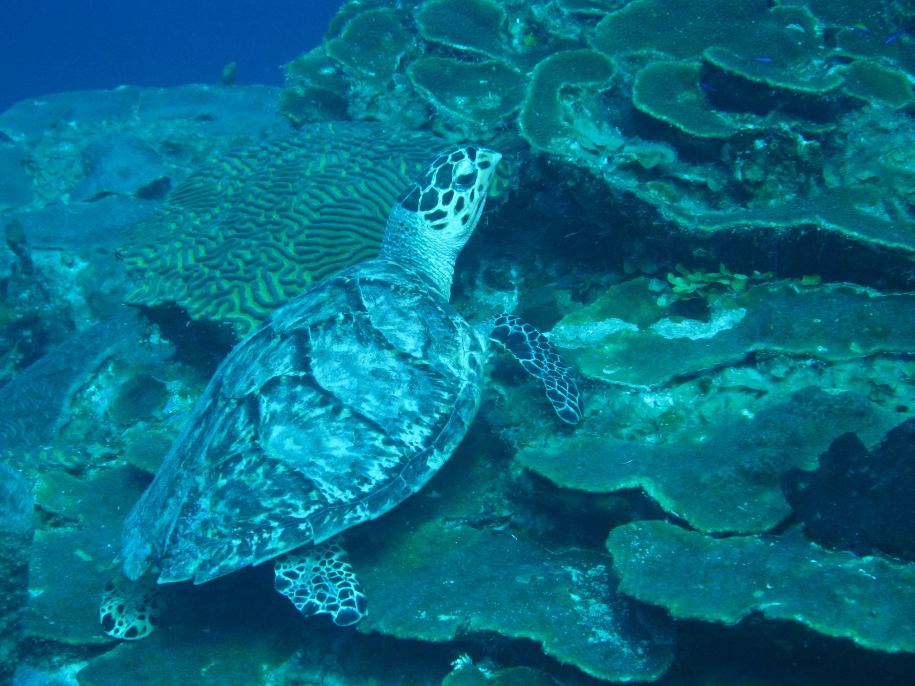 Hawksbill Turtle 2