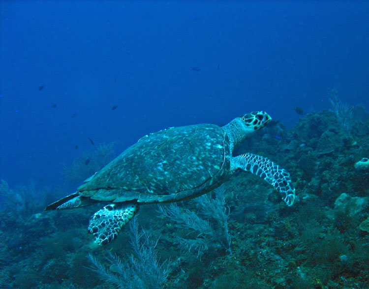 Hawksbill turtle 2