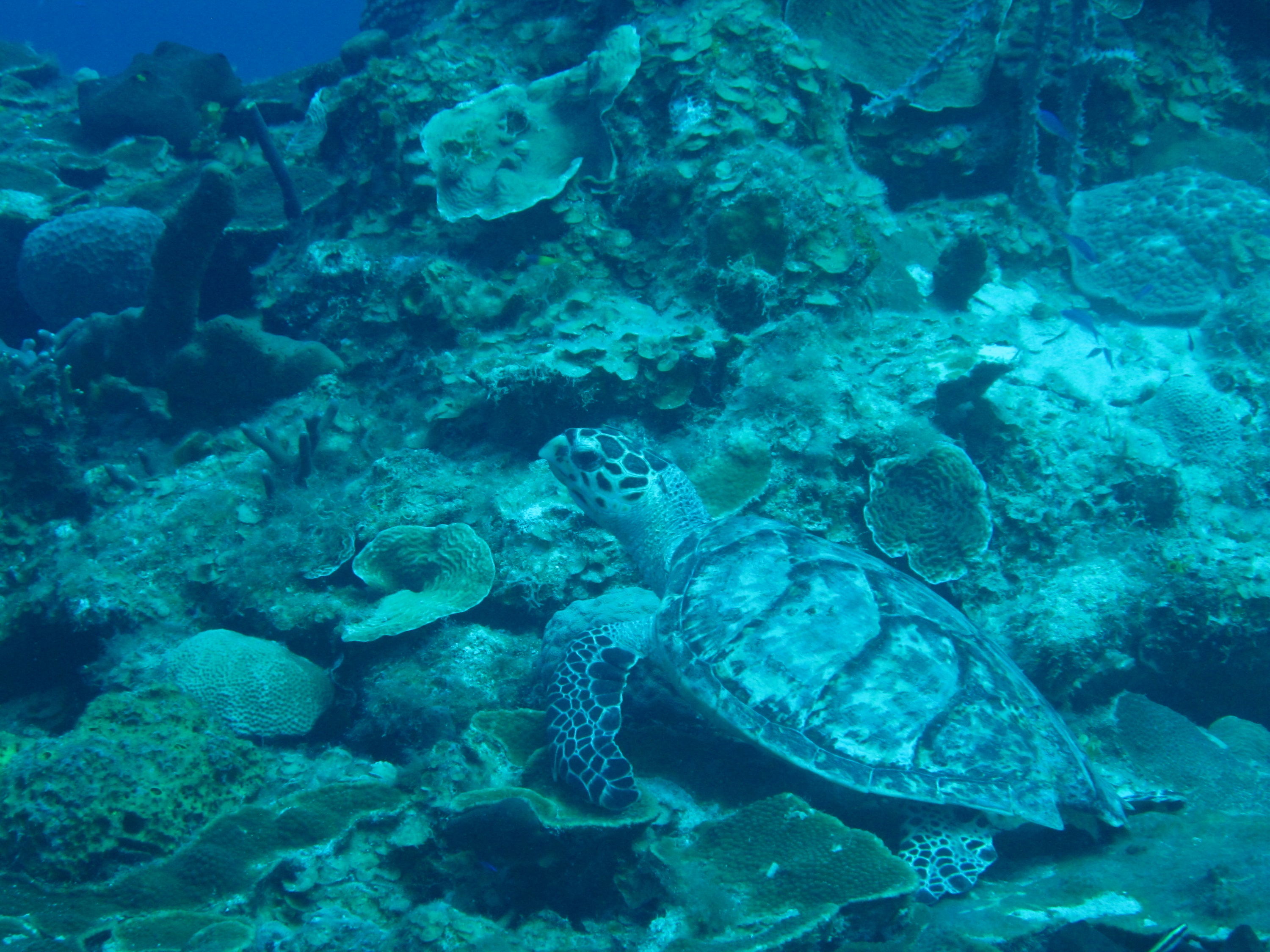 Hawksbill Turtle 3