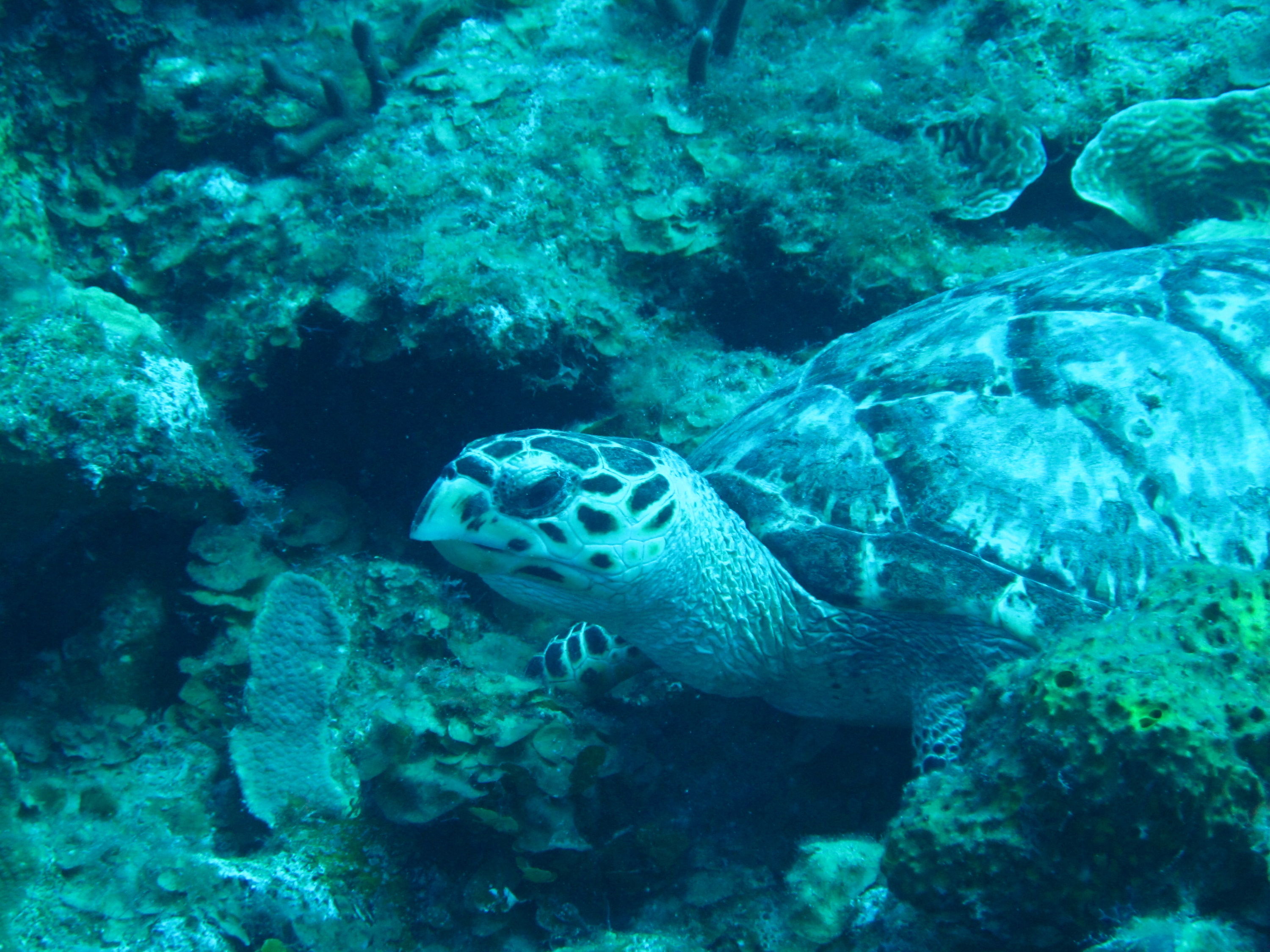 Hawksbill Turtle 4 closeup