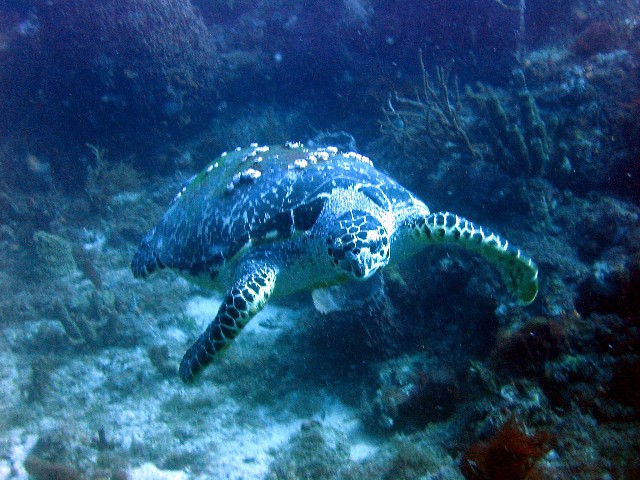 Hawksbill Turtle I