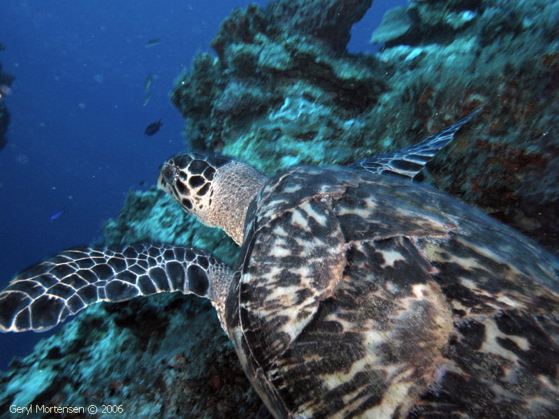 Hawksbill Turtle in Cozumel