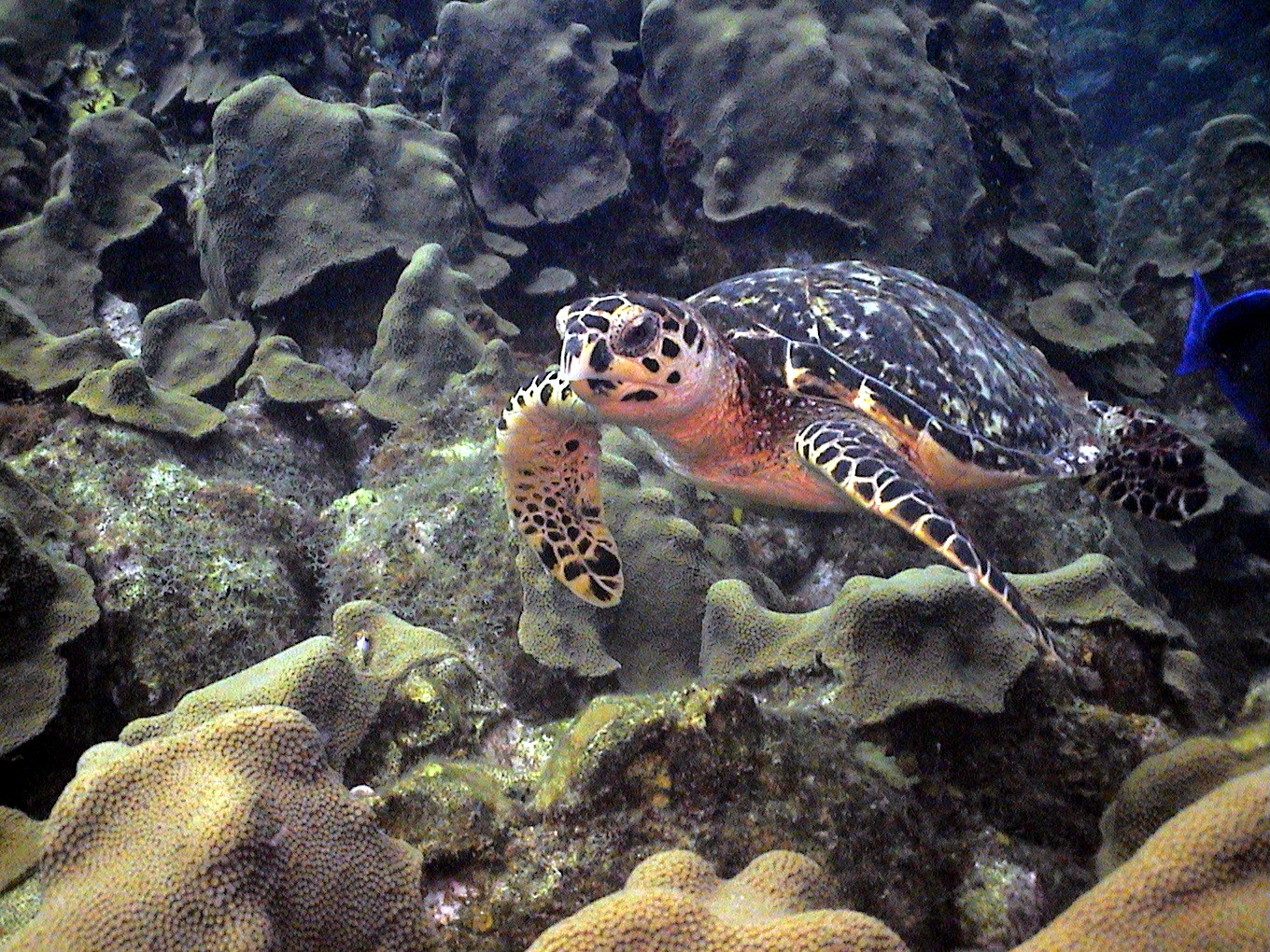 Hawksbill Turtle in Curacao