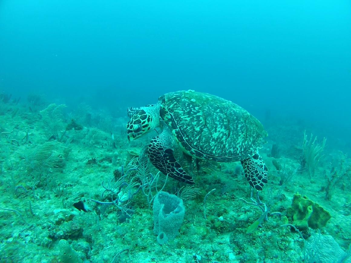 hawksbill turtle in pompano