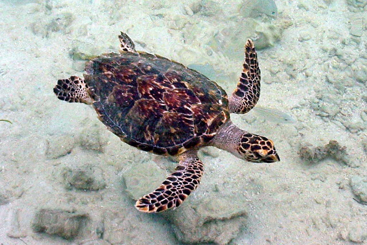 Hawksbill Turtle in reef House Pool