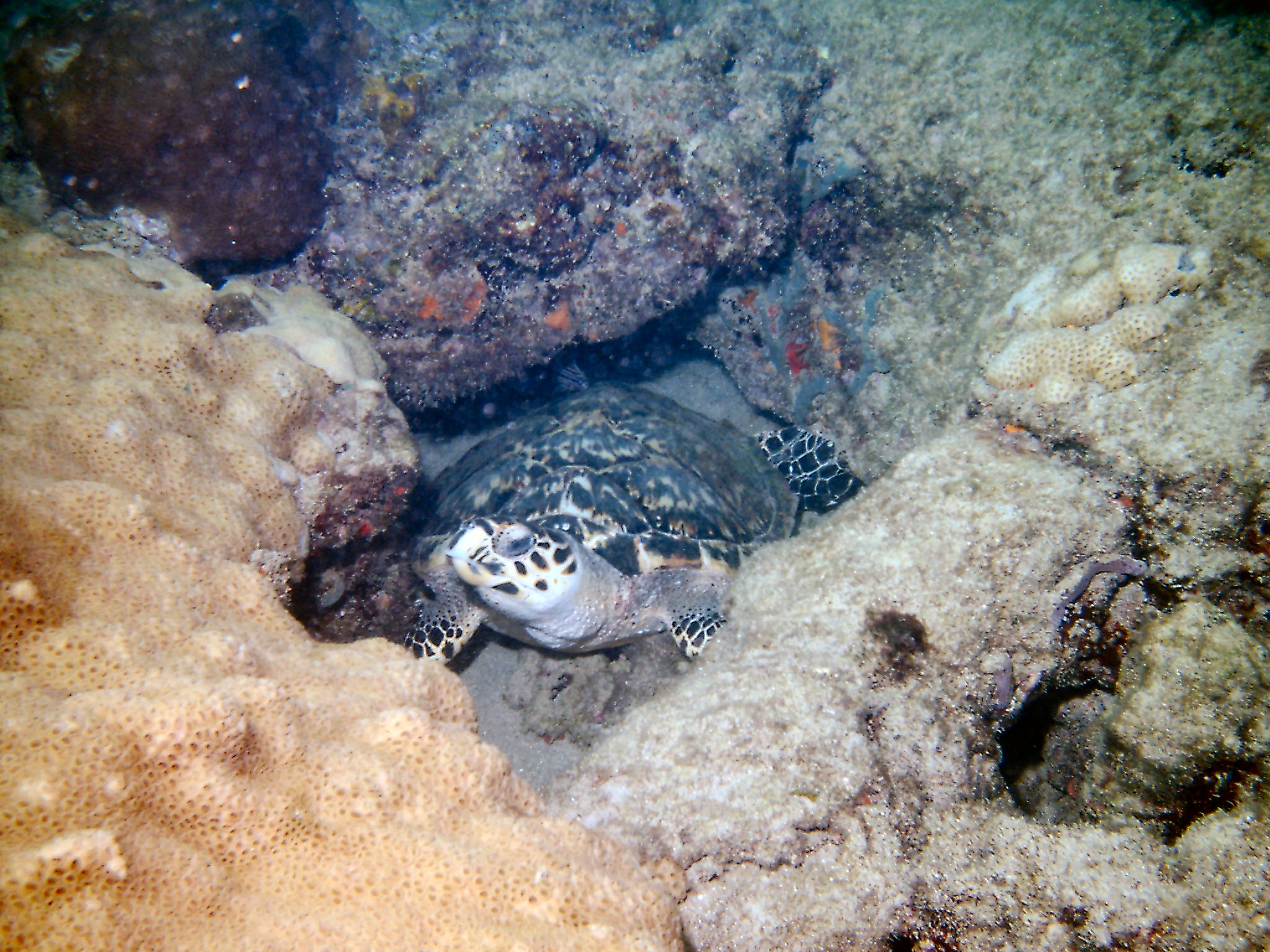 Hawksbill Turtle in the Honeycombs