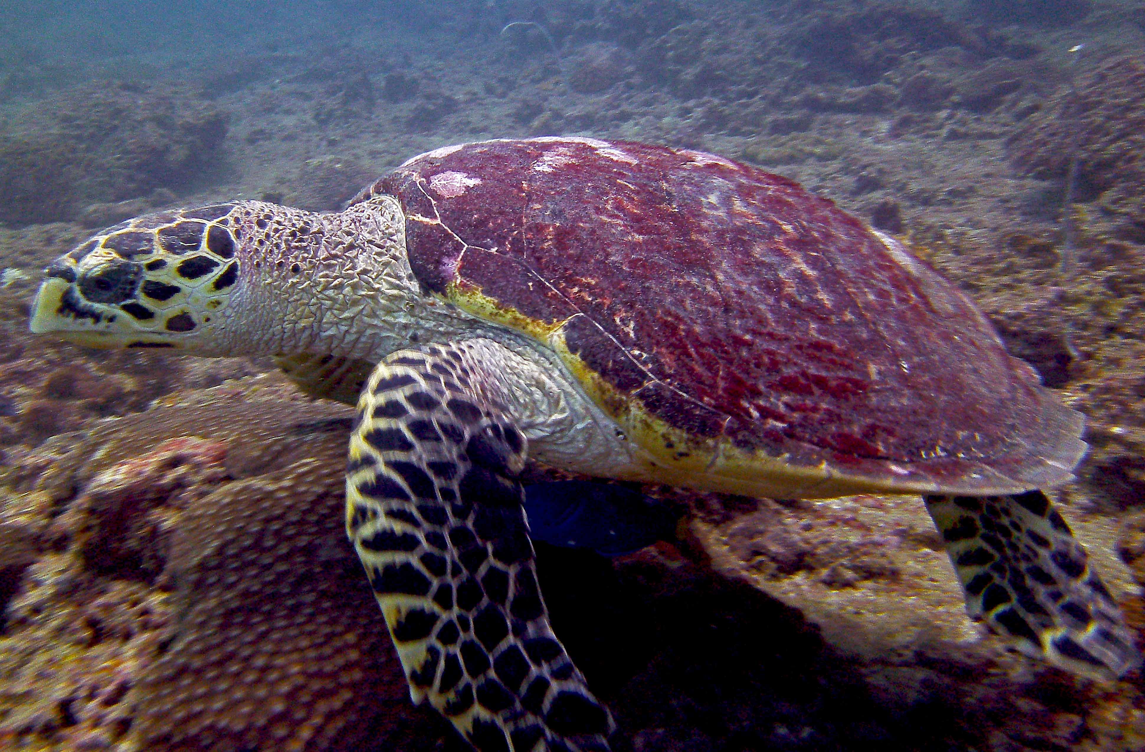 Hawksbill Turtle Koh Phi Phi