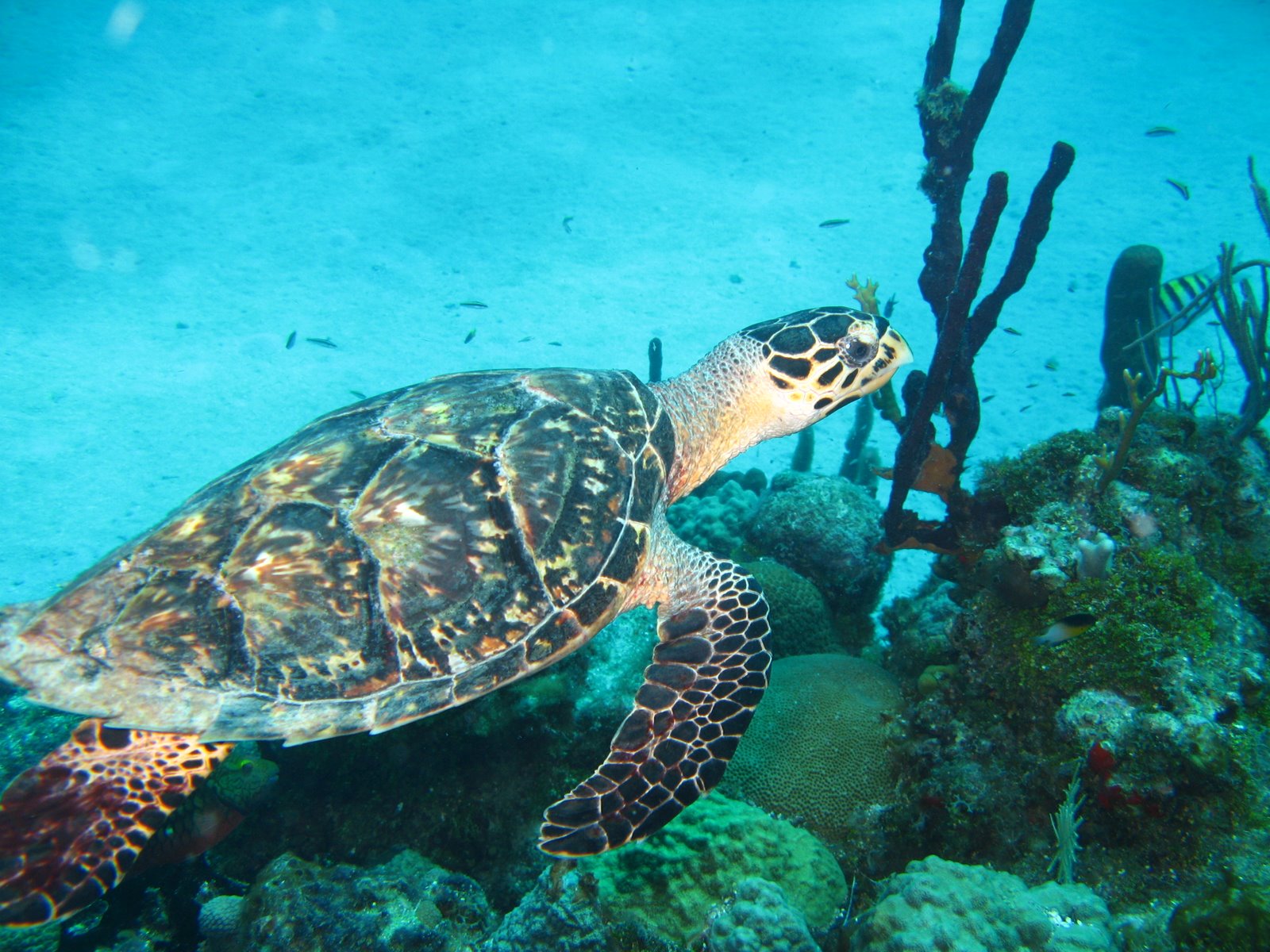 Hawksbill Turtle @ Little Mill Point, St. Croix, USVI