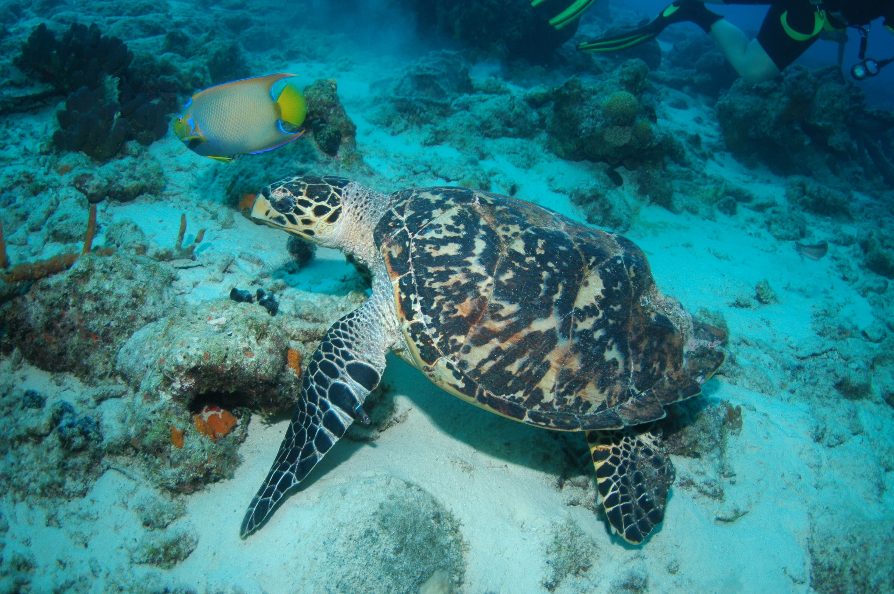 Hawksbill Turtle missing a large chunk of shell