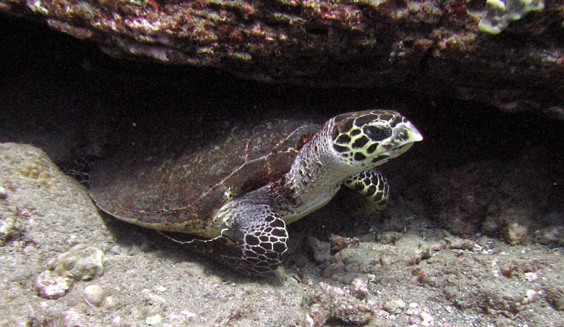 Hawksbill Turtle -- Splitting Caves