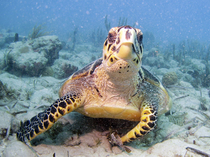 Hawksbill Turtle, St. Martin