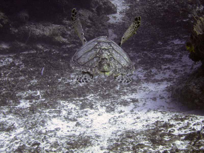 Hawksbill Turtle swimming - Palancar Gardens - 03-03-09