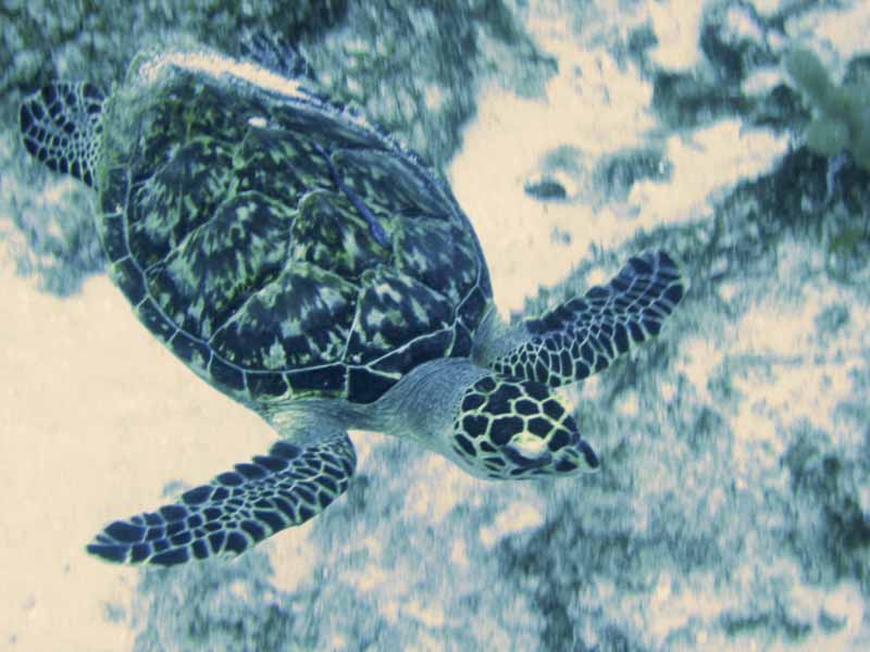 Hawksbill Turtle w/Sharksucker - Chankanaab Shallows - 02-24-09