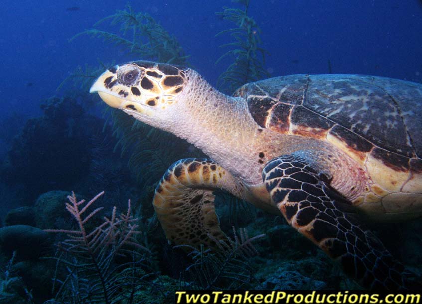 Hawksbill Turtle West Caicos Island